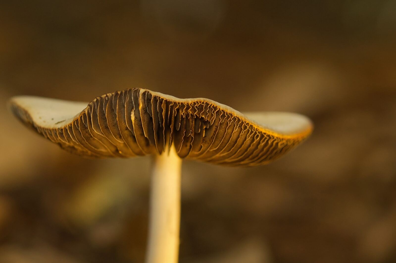 Mushrooms arranged in a quiet research environment