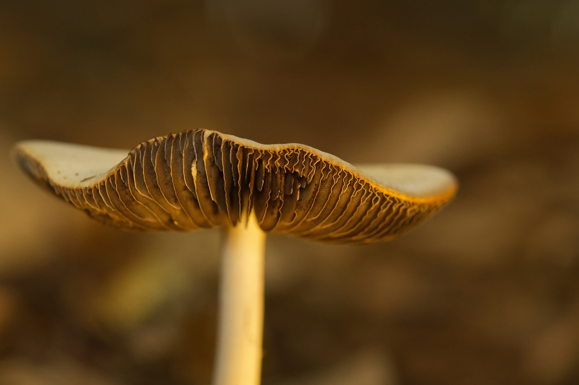 Psilocybin specimens prepared for clinical research