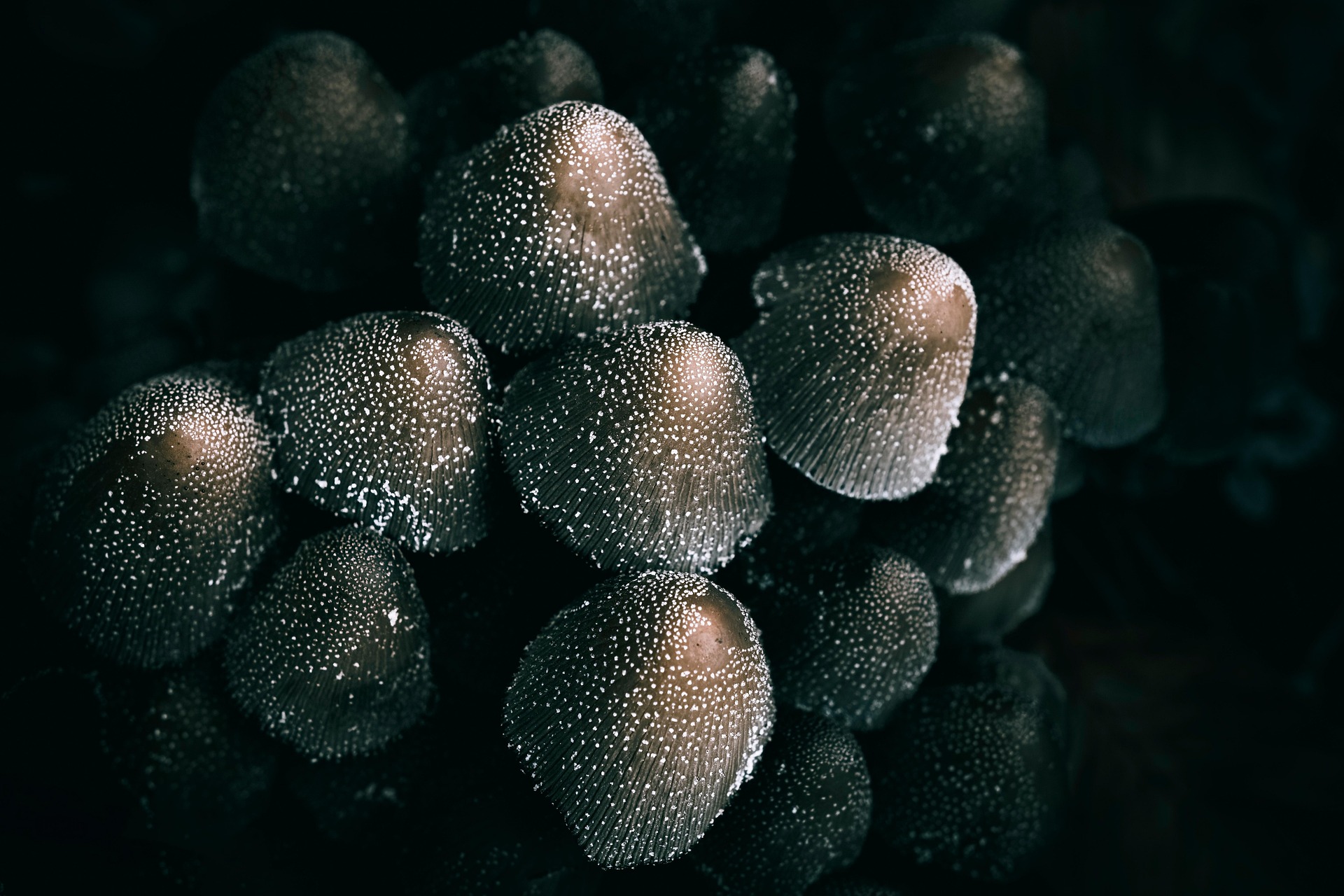 Fresh truffle and mushroom specimens documented in low light