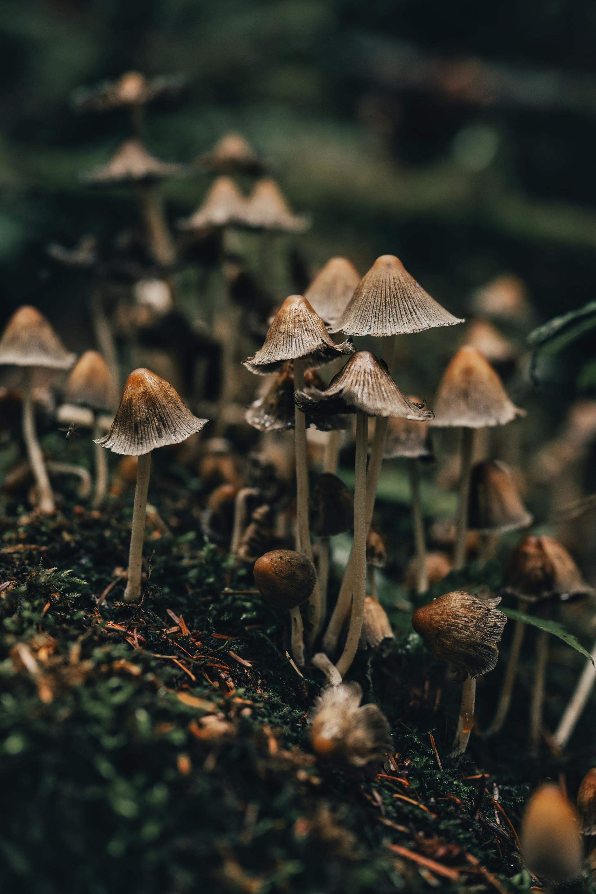 Dense forest floor with visible fungal fruiting bodies
