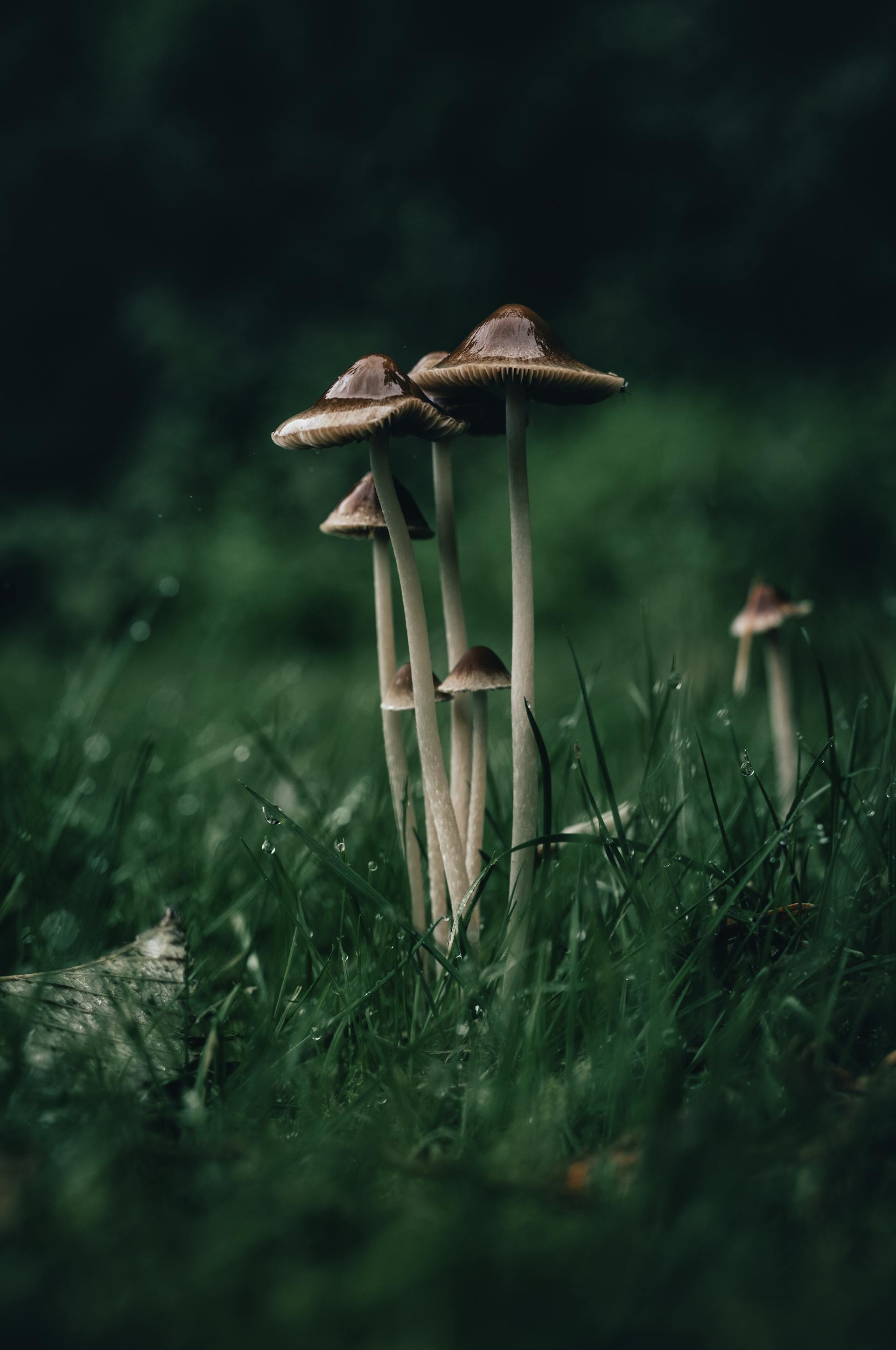 Small mushrooms on a textured surface in soft light
