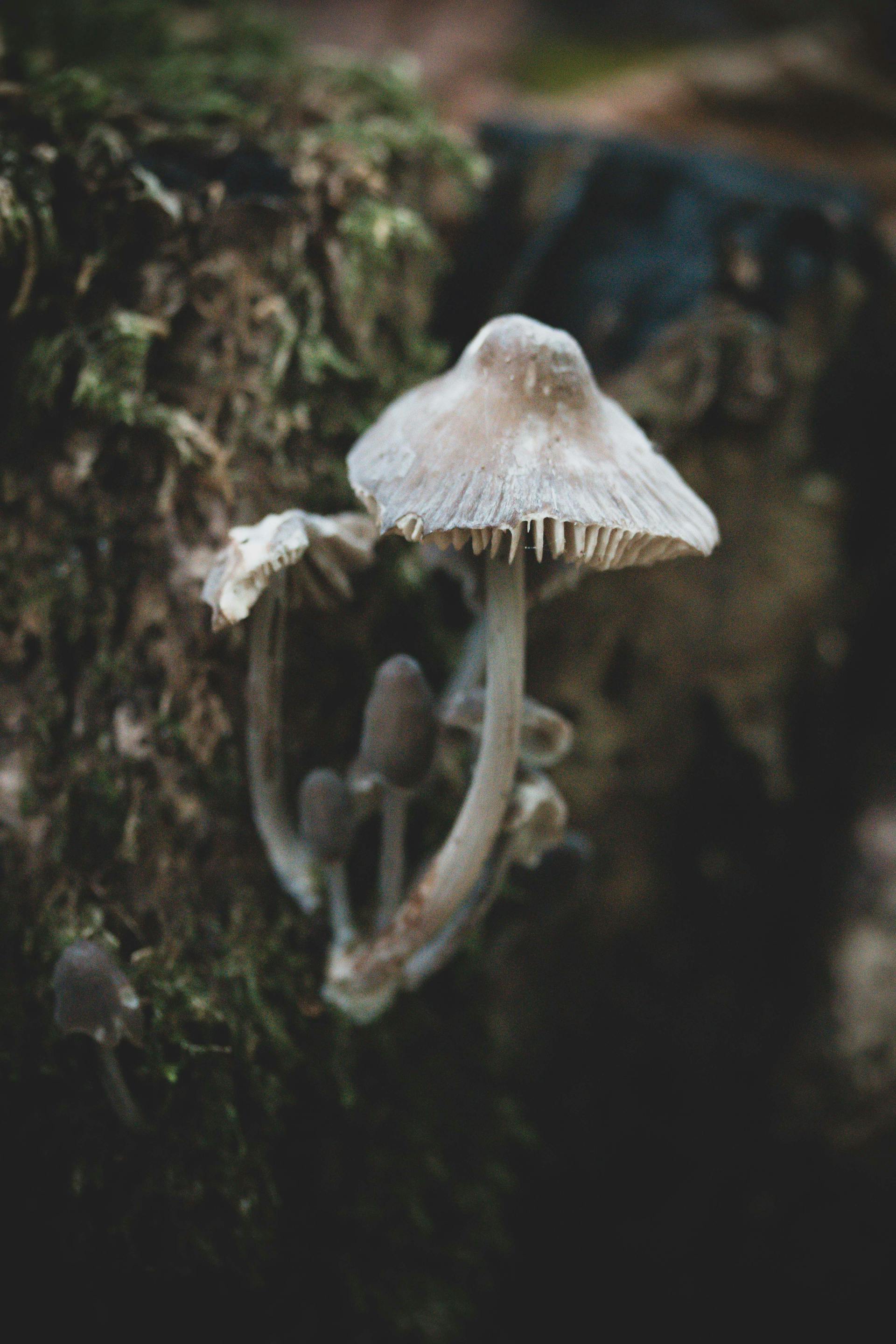 Wild mushrooms in a Mexican highland setting