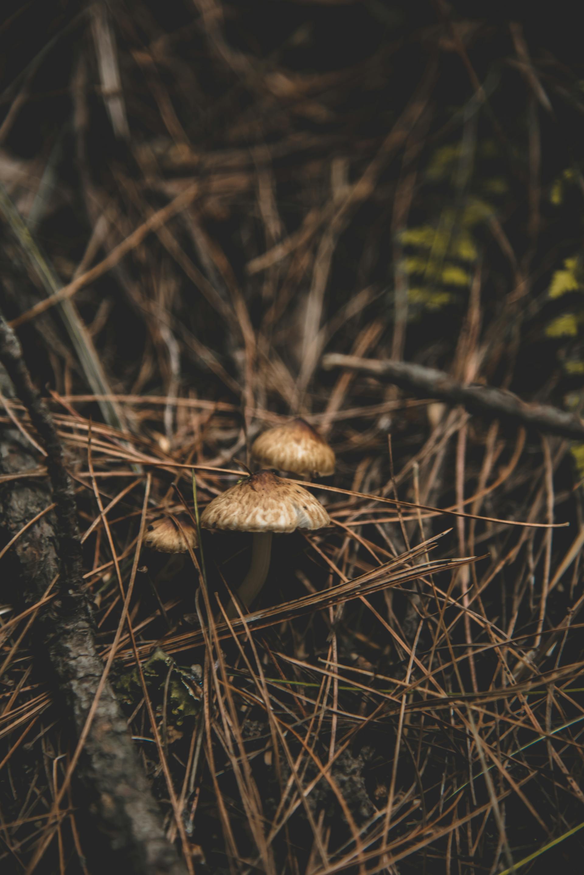 Wild mushrooms growing in a forest setting