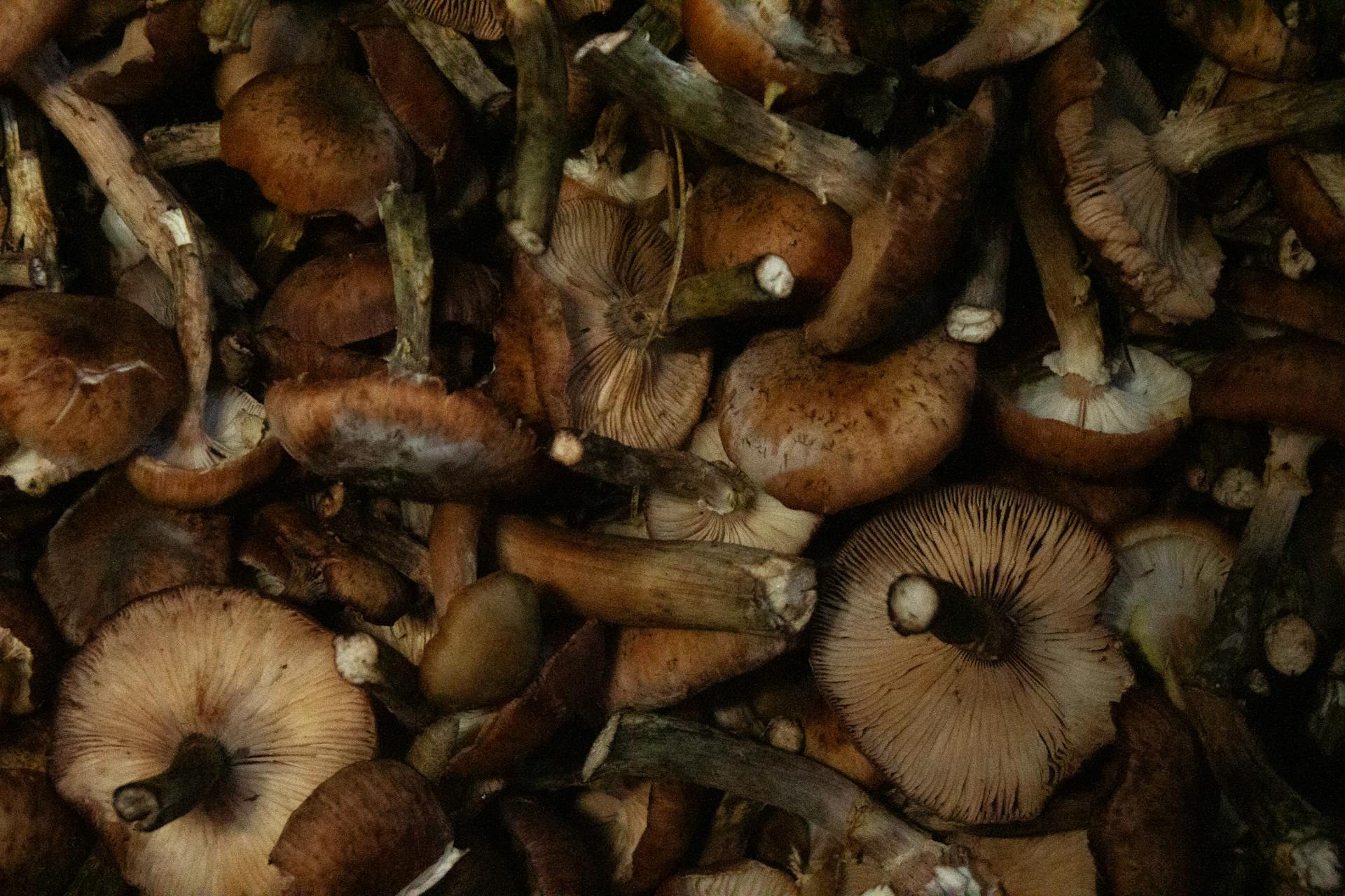 Mushrooms photographed in a savanna-like grassland setting
