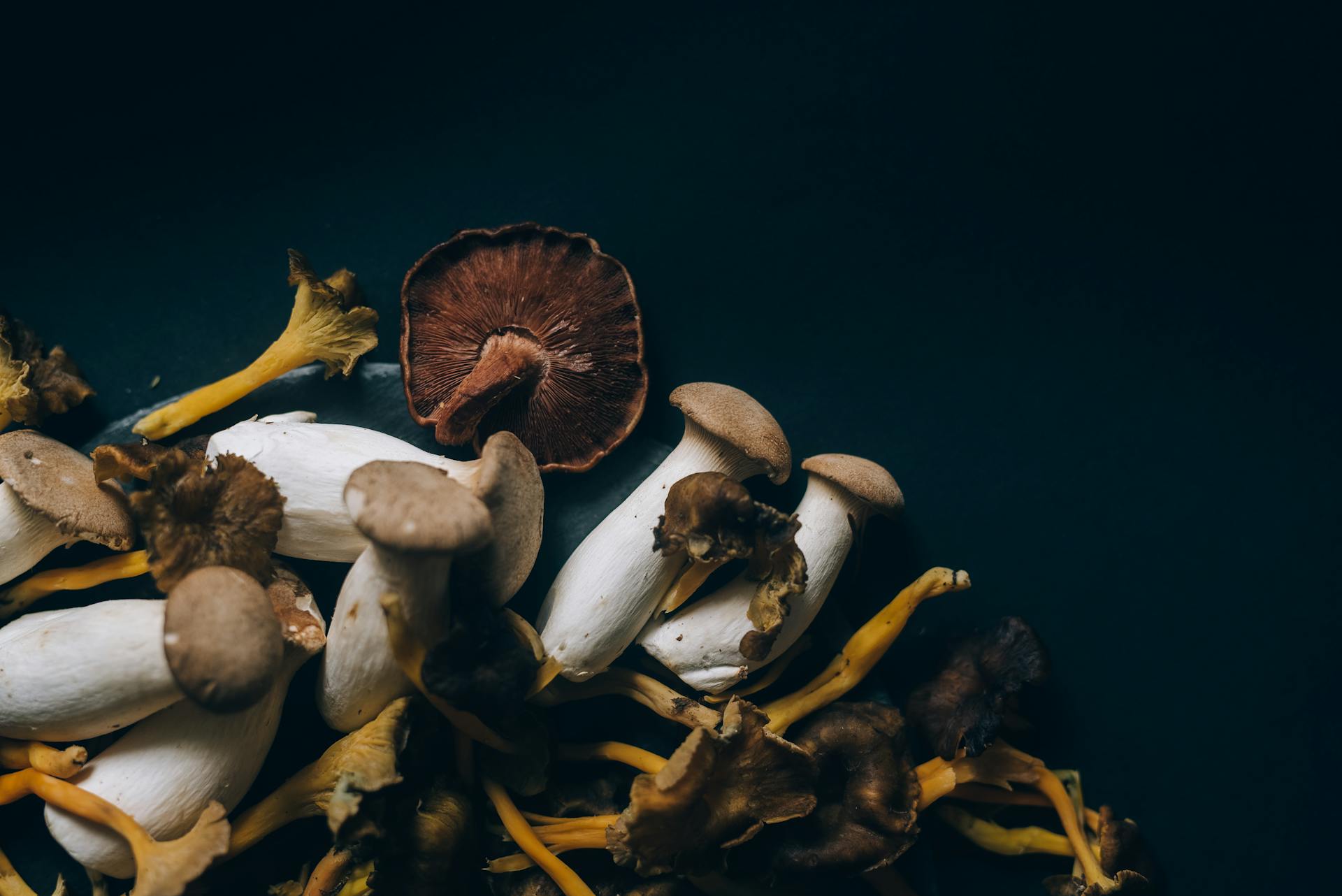 Mushrooms in a controlled cultivation environment
