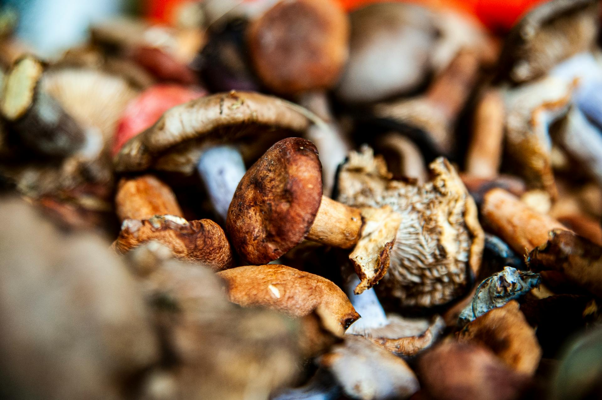 Neural-pattern reminiscent network of forest mushrooms