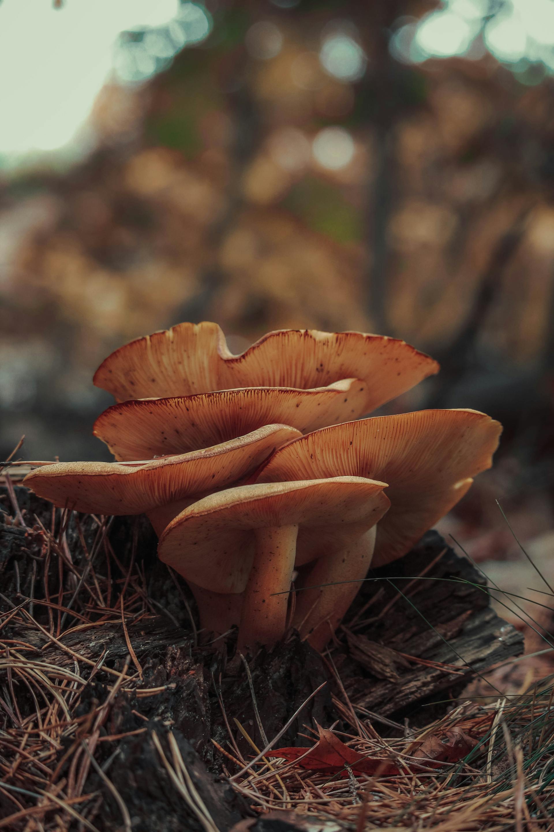 Quiet morning forest mushrooms in soft light