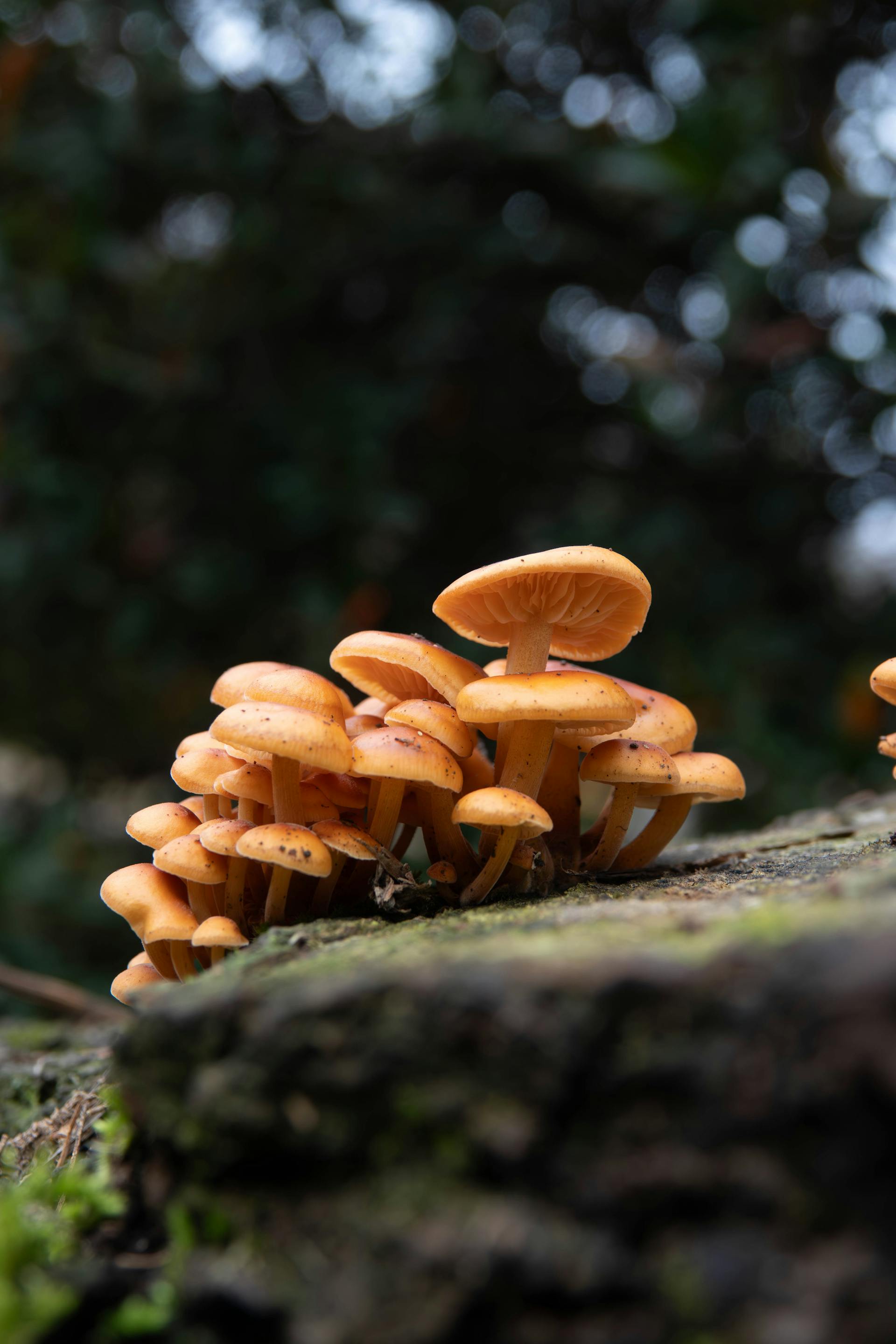Comparative composition of mushroom specimens