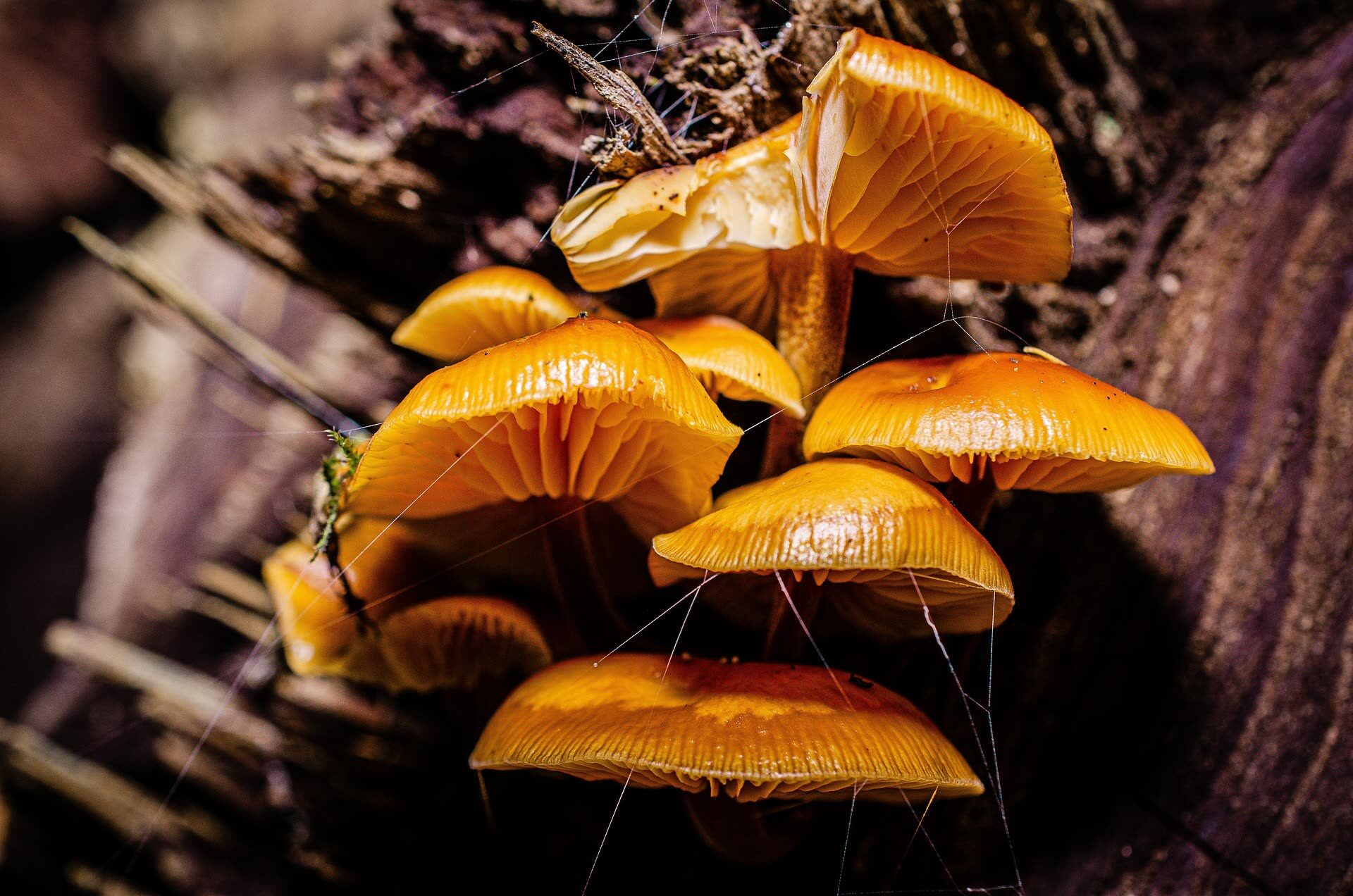 Detailed view of a mushroom showing cap, gills, and stem