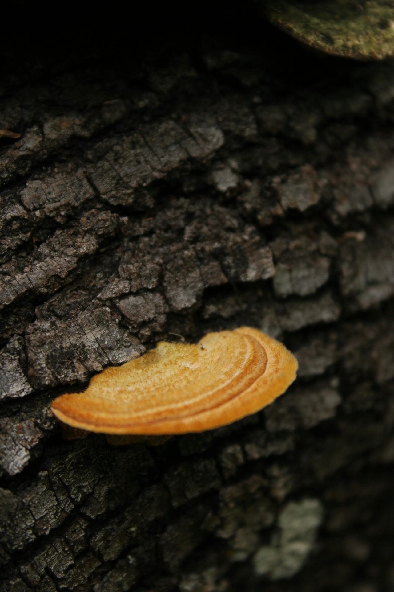 Mushrooms at different stages of growth on the forest floor