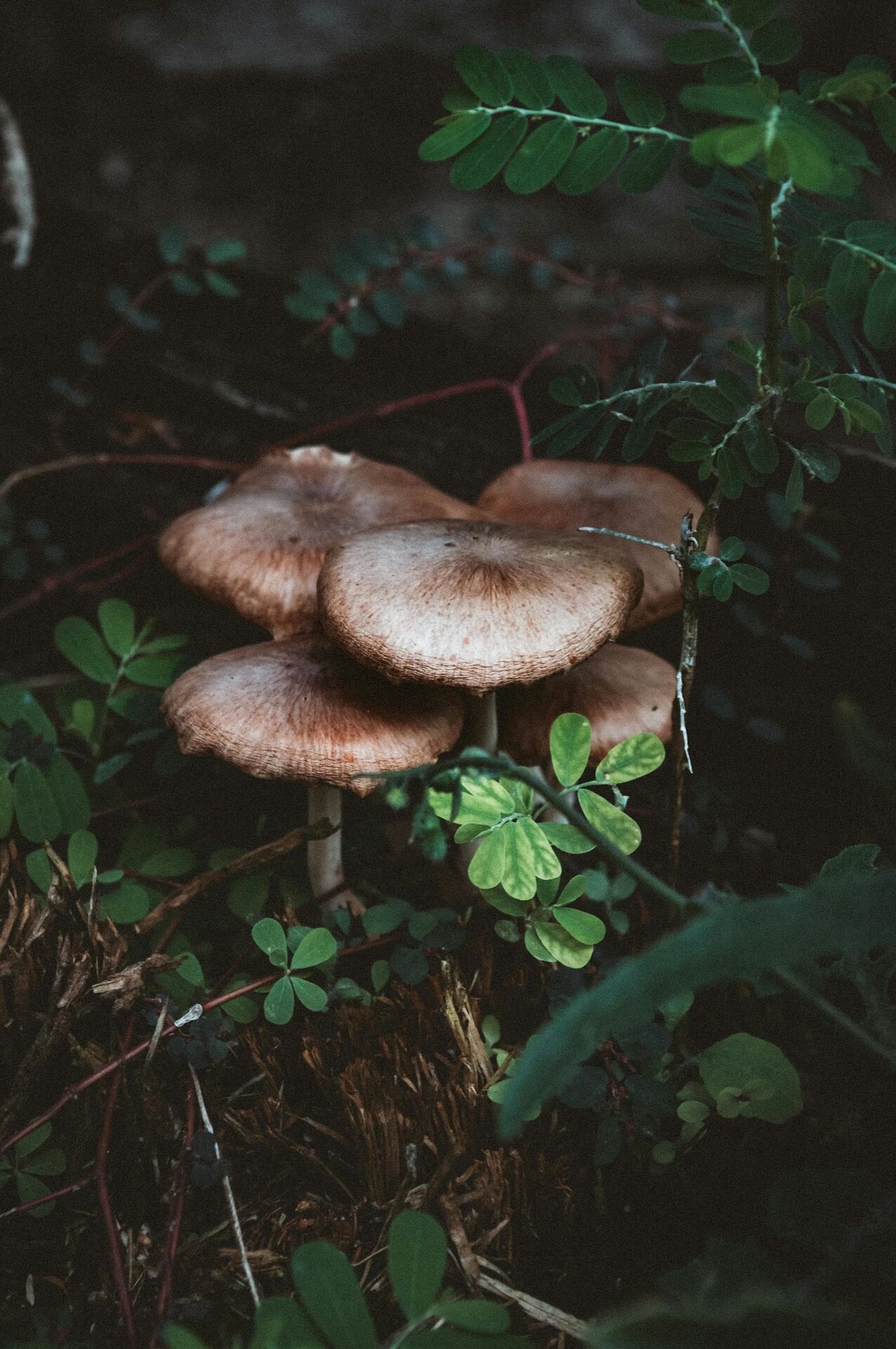 Wild psilocybin mushrooms growing in their natural habitat