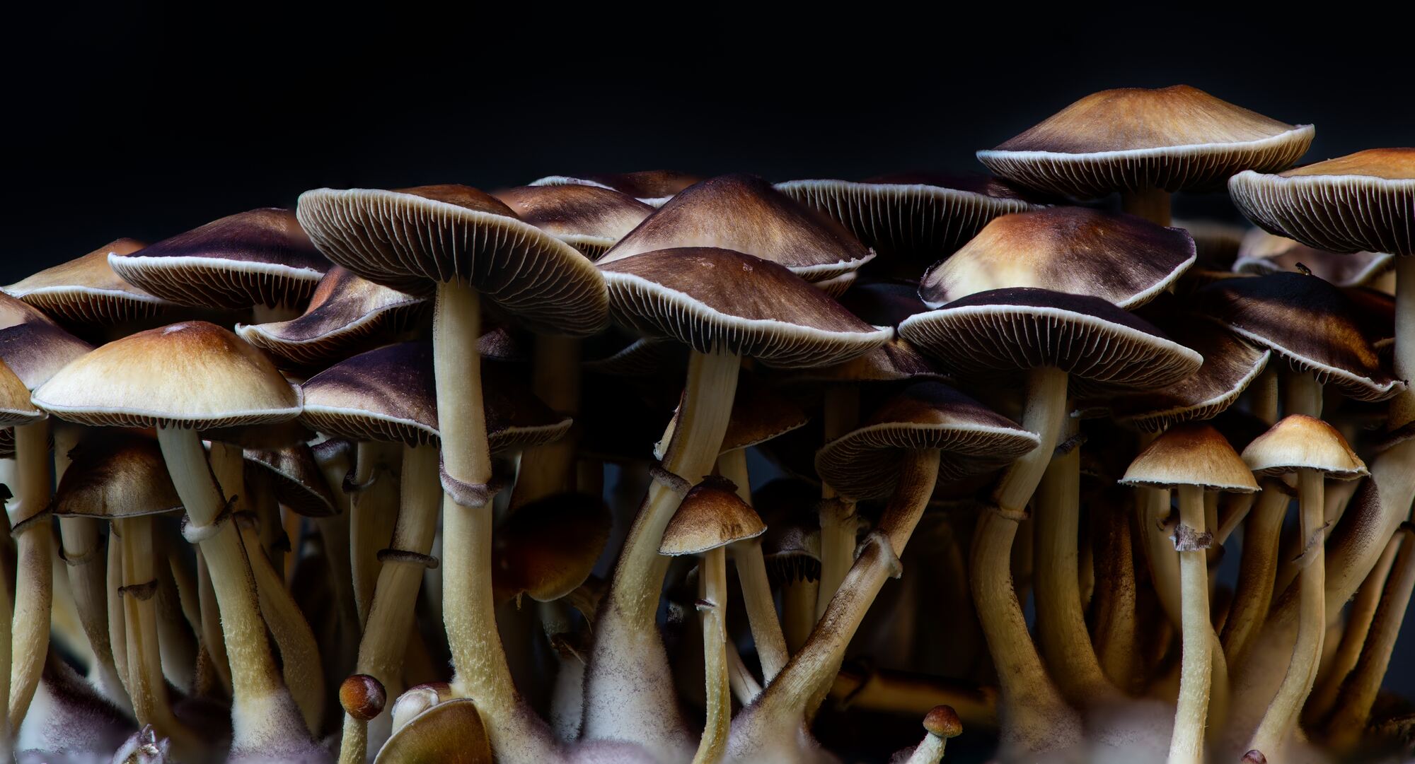 Mushrooms in dappled forest sunlight