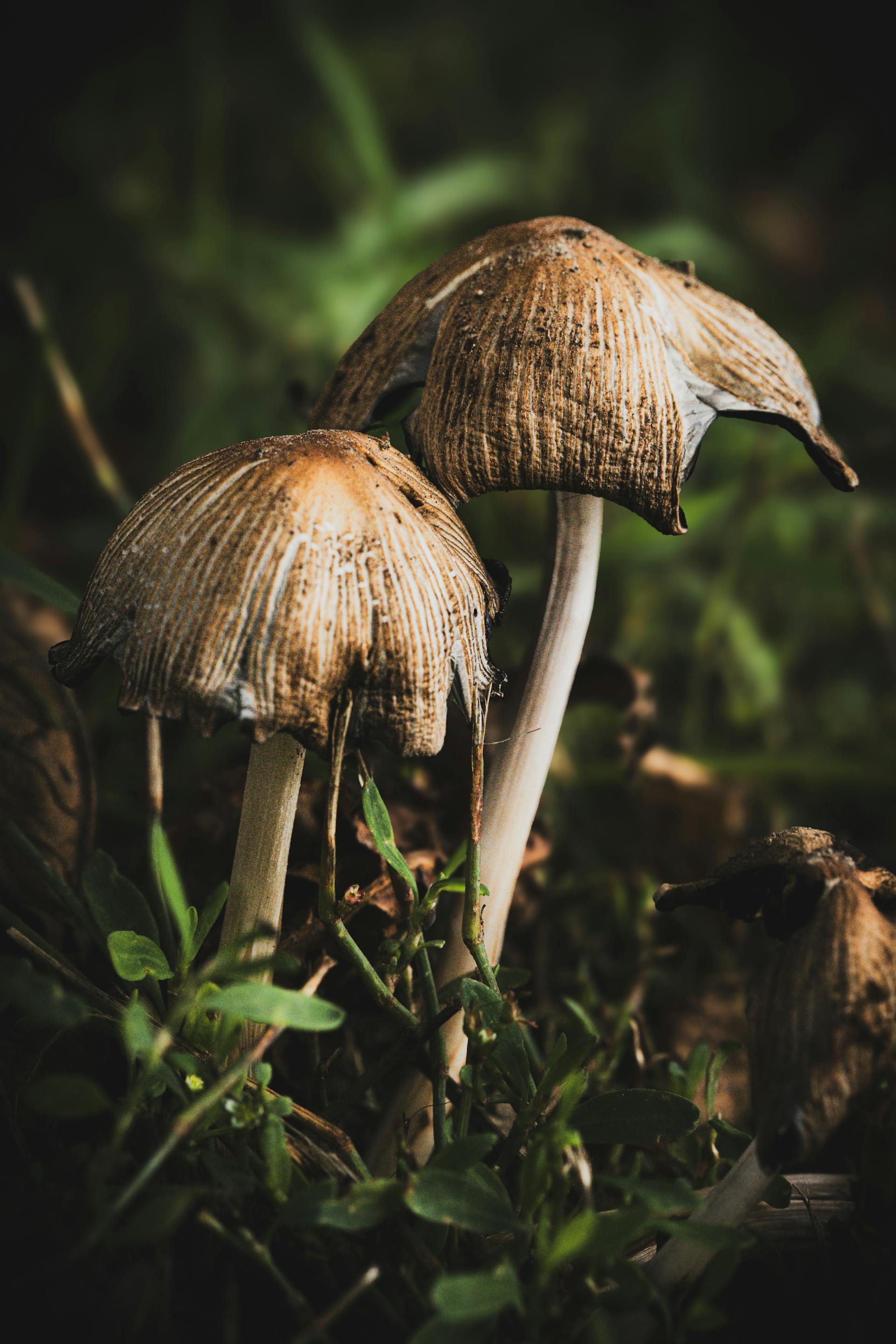 Small dung-dwelling Panaeolus-style mushrooms