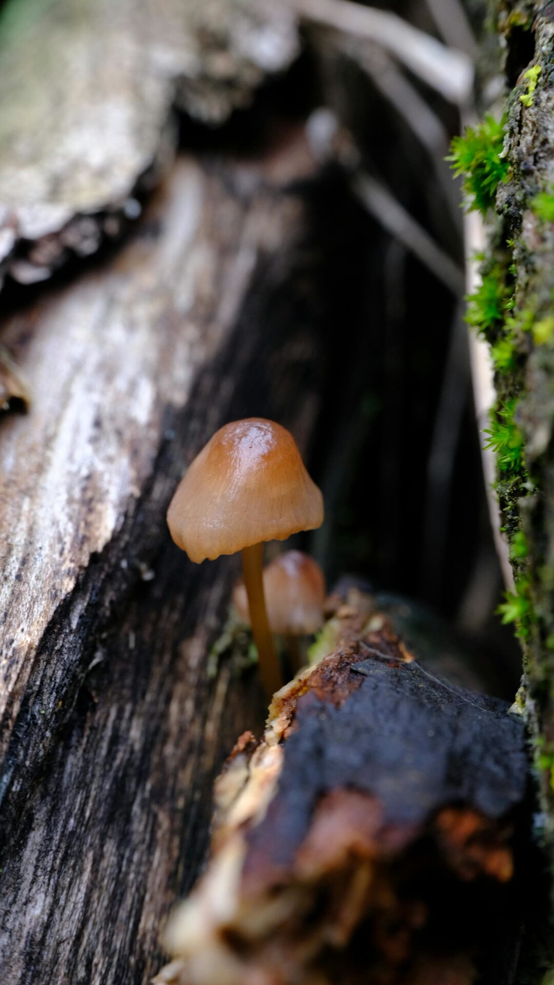 Small brown fibrecap mushroom on woodland floor