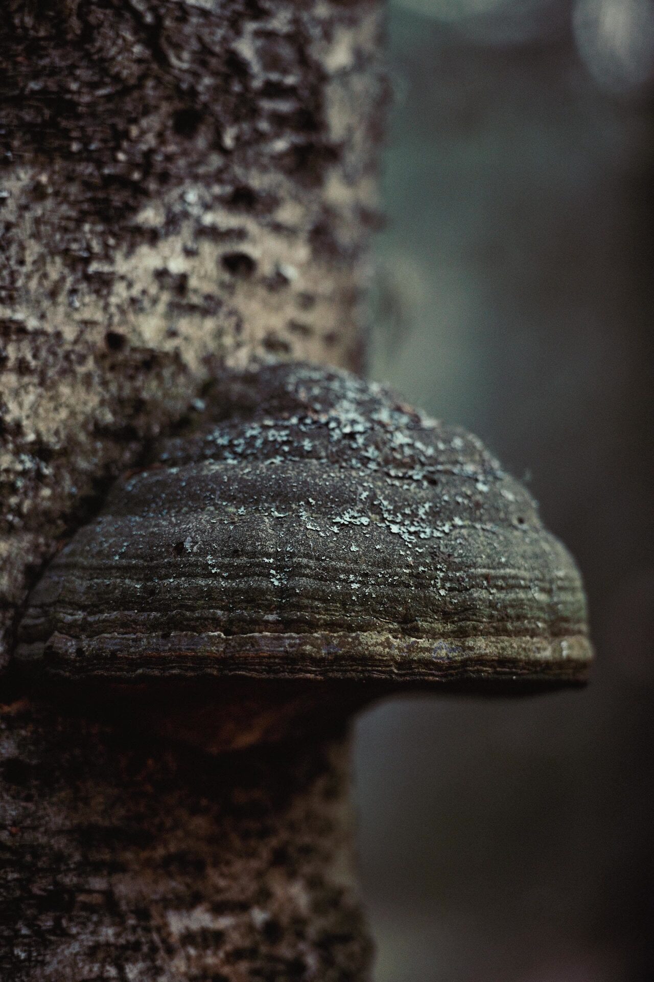 Small brown mushroom on mossy ground